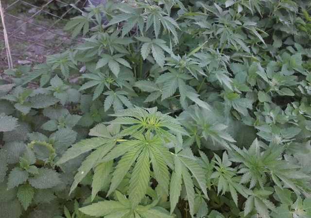 Командир пожарной части организовал масштабный наркобизнес в Житомирской области