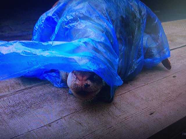 В Рубежном депутату горсовета подбросили отрезанную баранью голову