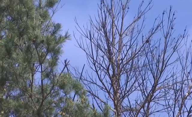 Экологи бьют в набат: из-за короедов в Украине исчезают сосновые леса