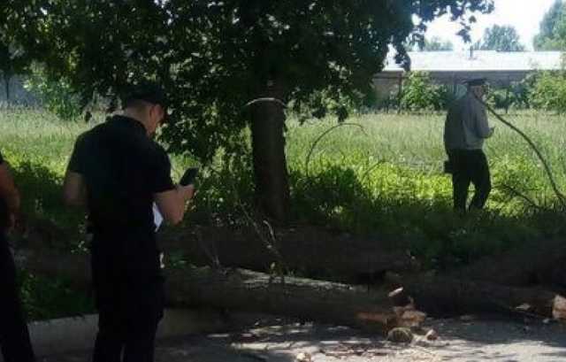 В центре Черкасс на школьников упало дерево
