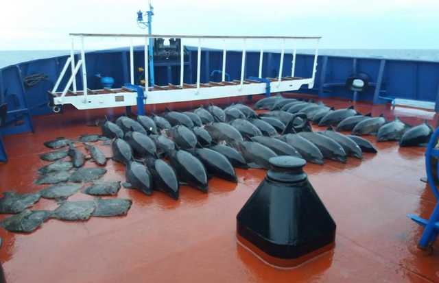 В России обвинили украинских моряков в убийстве 46 дельфинов и двух акул