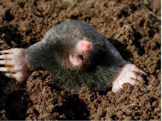 На Тернопольщине ребенка покусал бешеный крот