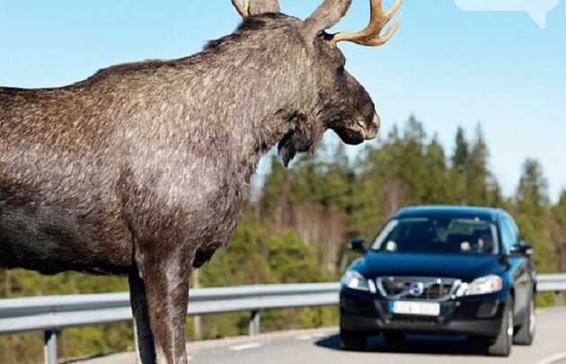 На Полтавщині «Рено Логан» збив лося. Пасажирка автомобіля загинула на місці