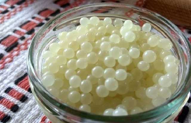 Икра улитки за 50 тысяч гривен: Украина начала производить новый деликатес