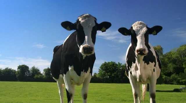 Коровы станут банковским залогом