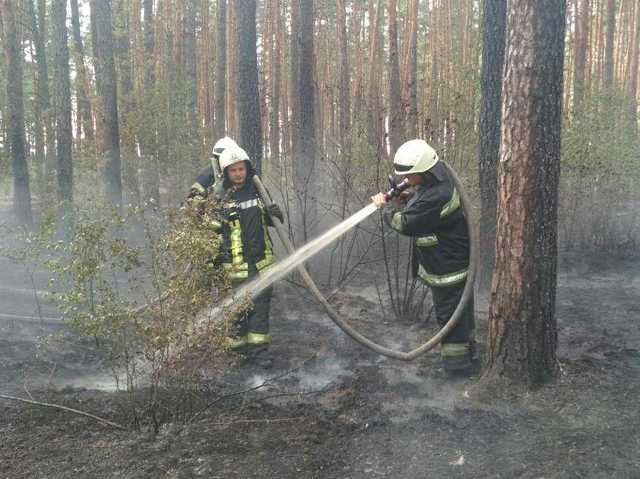 В Дарницком лесопарке Киева произошел пожар