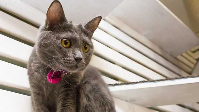 В Киеве активисты пришли в гости к малолетнему живодеру