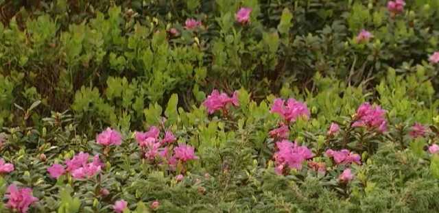 В высокогорье Карпат зацвел цветок любви – червона рута: яркие фото