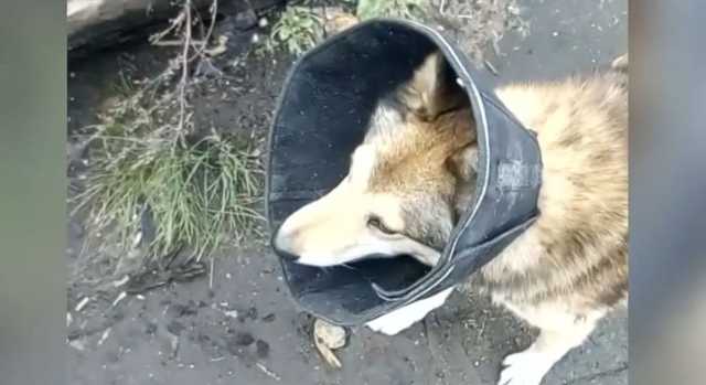 На Ровенщине депутат машиной давил "волка", который оказался породистой собакой