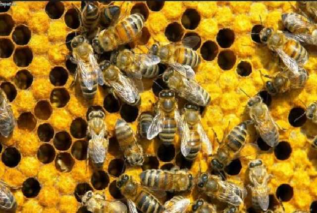 "Матку - в клетку": победивший сепаратизм пчеловод привел в восторг украинцев