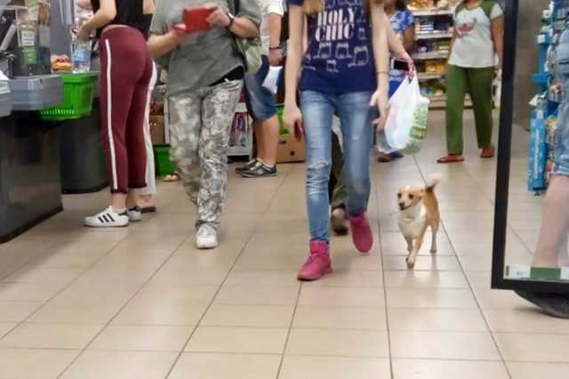 "Она же маленькая!" Киевлян возмутил случай с собакой в супермаркете