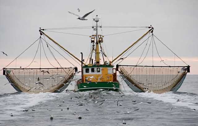 Минприроды с экоинспекцией ежедневно вылавливают креветок на 100 тыс. грн – эколог