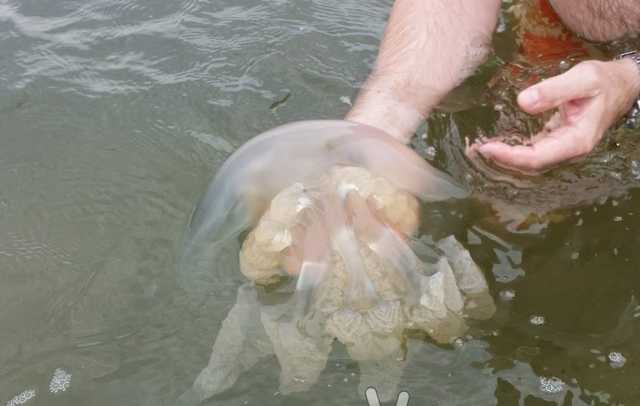 В Азовском море отдыхающих атакуют ядовитые медузы весом в 10 кило