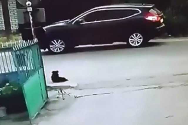 Ждет жестокая месть: в Житомире открыта охота на водителя Nissan, убившего бездомную собаку