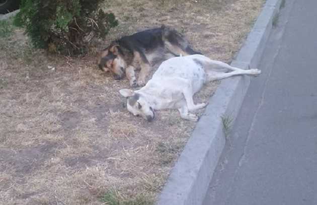 Настоящая преданность: сеть растрогало фото пса, охранявшего погибшую подругу