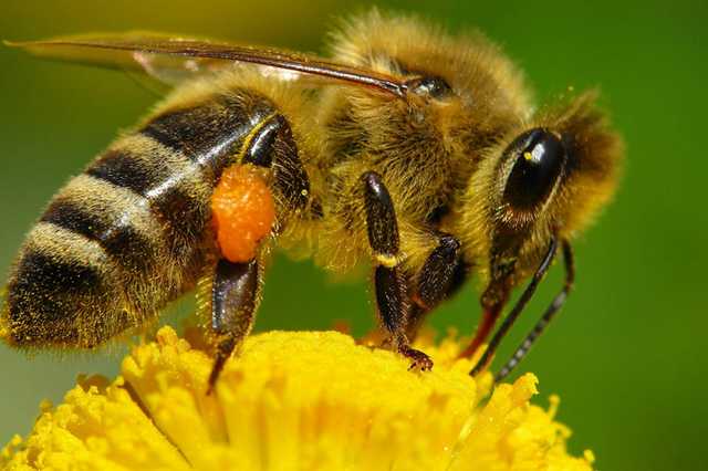 Пчелы гибнут по всей Украине, кроме Закарпатья