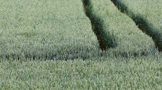 Полиция будет бороться с рейдерством урожая на украинских фермах