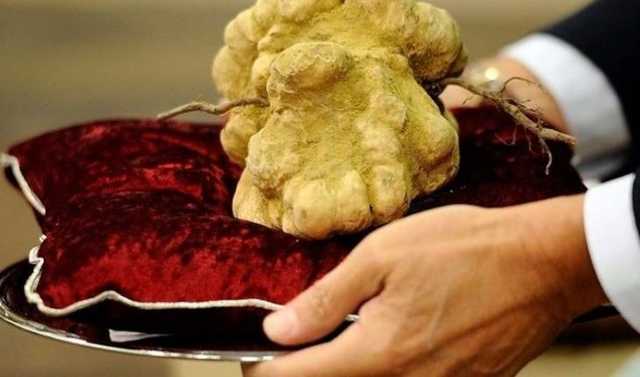 На Виннитчине мужчина нашел грибы, которые стоят до $10 тысяч за килограмм