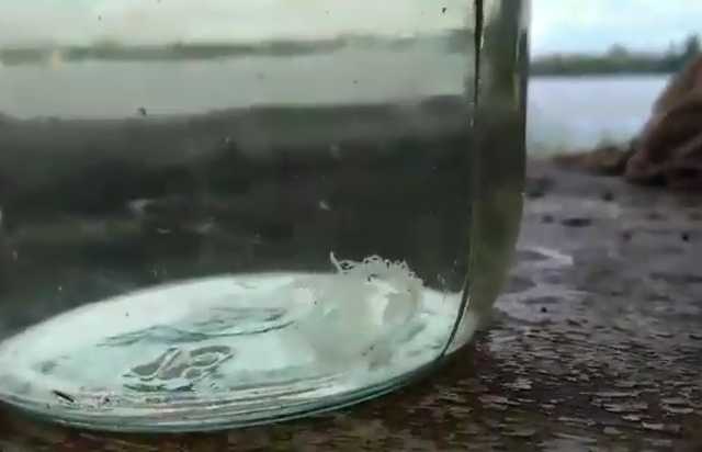 В Днепре завелись медузы. Видеофакт