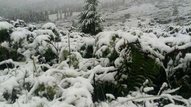 Карпаты вновь засыпал летний снегопад