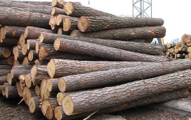 "Украинский безлес": сеть поразило видео массового вывоза деревьев из Украины