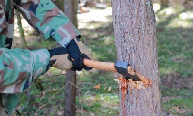 Жителям Киевской области грозит до пяти лет тюрьмы за вырубленные сосны