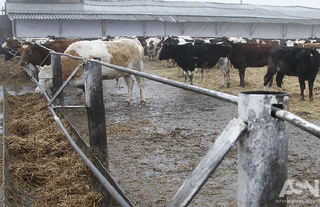 Молоко от населения будут принимать только до 2020 года – МинАПК