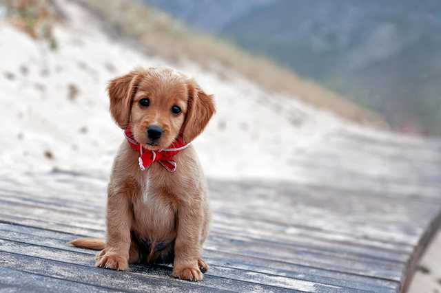 У Києві нелюдь викинув цуценя з багатоповерхівки на очах у дітей