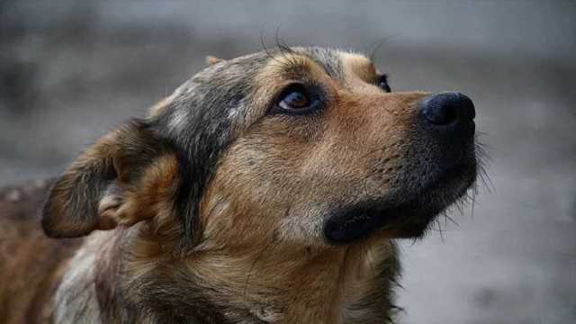 В Кропивницком неизвестные отрезали головы щенкам