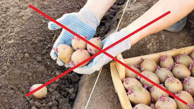 Россиянам запретили сажать картошку