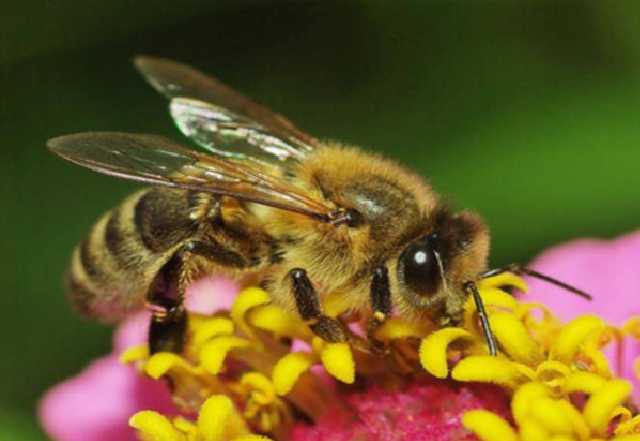 Потравили заповедник: на Днепропетровщине снова массово погибли пчелы