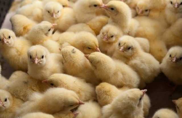 На Днепропетровщине на птицефабрике задохнулось 250 тонн цыплят