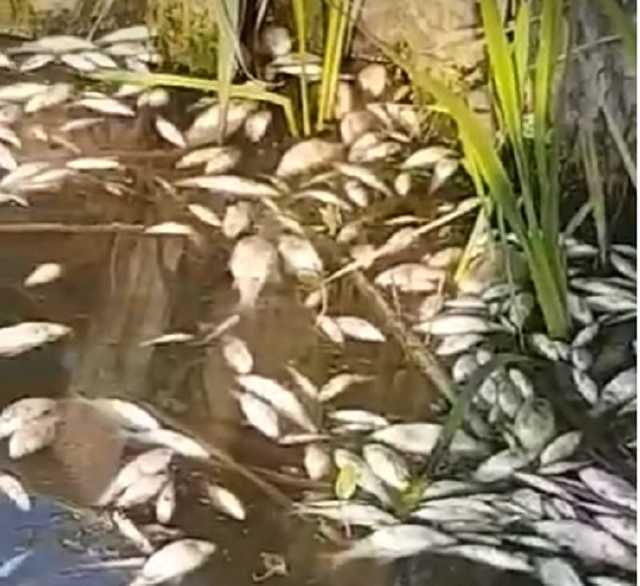 На Харківщині масово гине риба