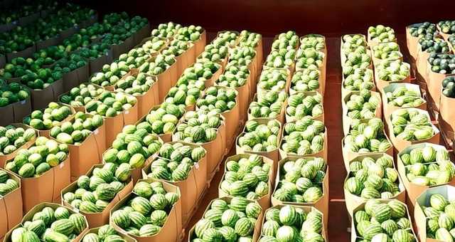 Полосатый рейс возвращается. В Киев баржей по Днепру доставят 500 тонн арбузов