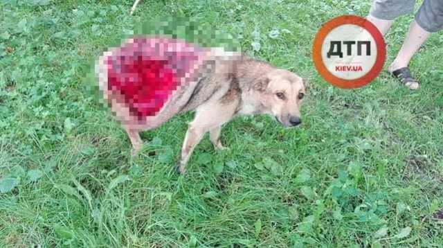 В Виннице живодеры содрали с собаки кожу живьем