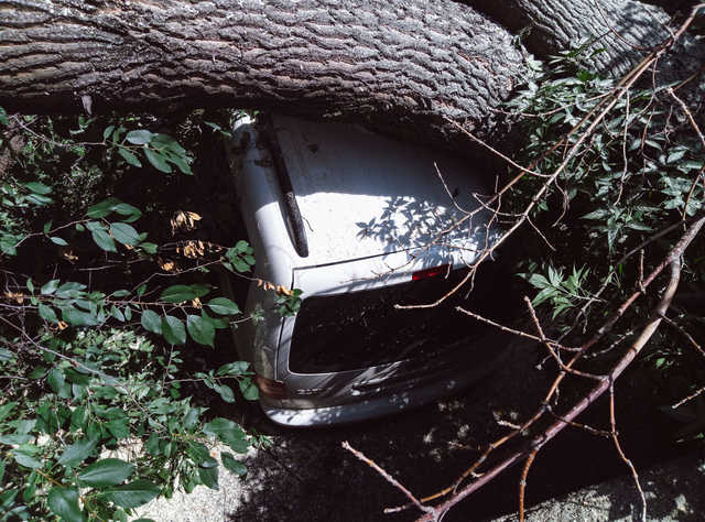 В Киеве на Куреневке дерево проломило бетонный забор и придавило Volkswagen Caddy