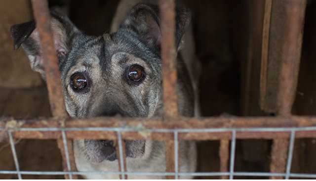Зоозащитники рассказали о творящейся в Николаеве жути