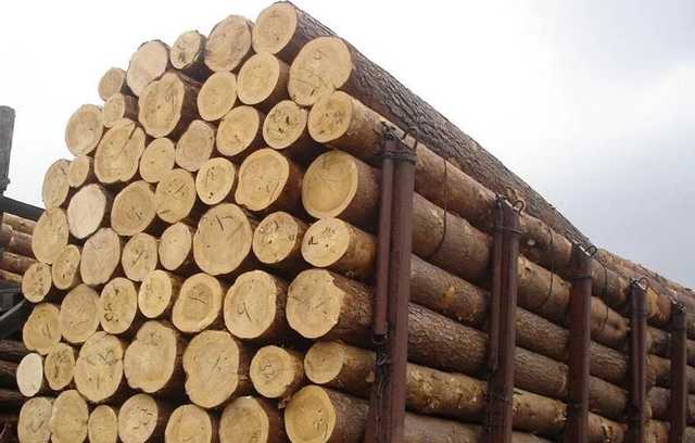 Вопреки Кабмину Порошенко ветировал закон о контрабанде леса: что это значит