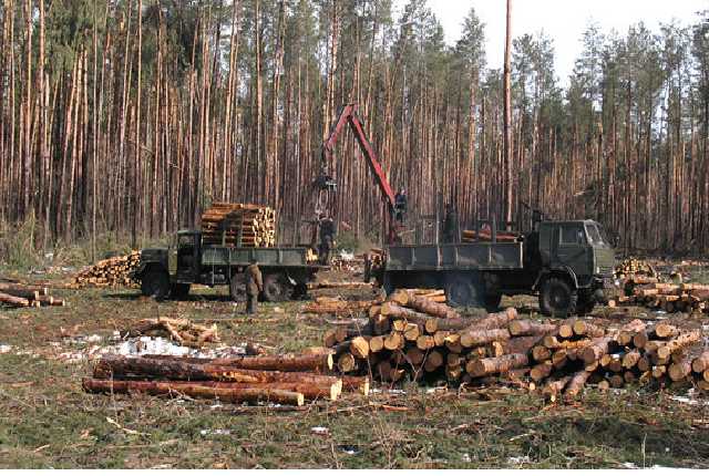 У Порошенко объяснили, что не так с законом против контрабанды леса