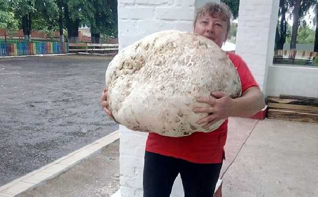 Весит 18 кг: В Киевской области нашли гигантский гриб