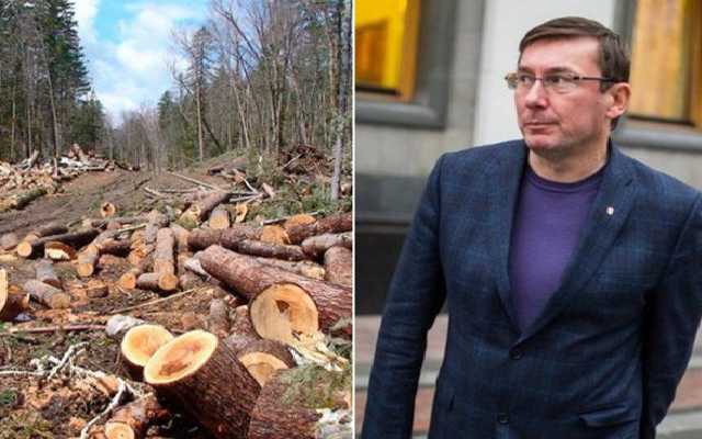 Сына Луценко уличили в причастности к черному экспорту леса