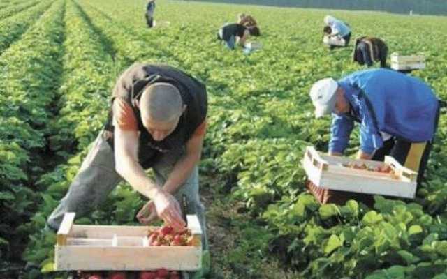 Польша и Чехия переругались из-за украинских заробитчан