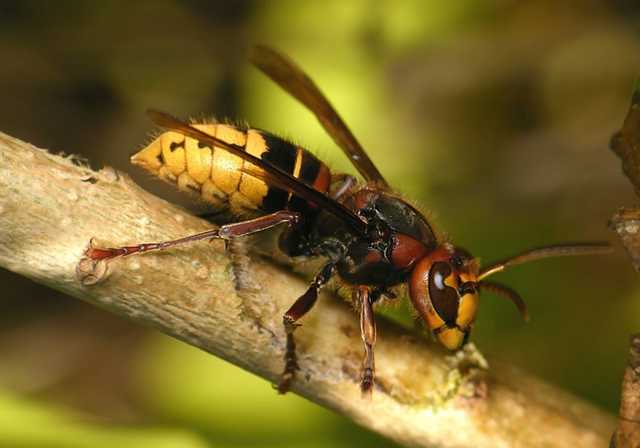 Стали известны подробности смертельного нападения шершней на мужчин в Днепре