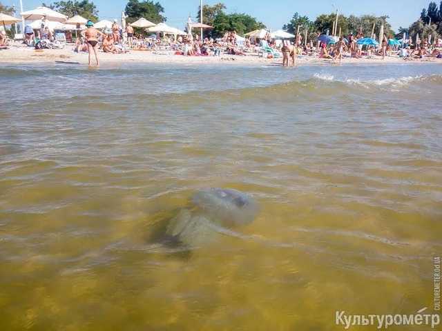 Огромные медузы замучили туристов в Одессе: фото пугающих созданий