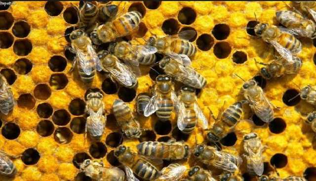 «Наша матка-сепаратутка!» Пчеловод взорвал интернет лекцией о сепаратизме