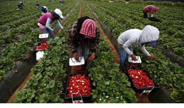 Падение гривны может ускориться из-за заробитчан - НБУ