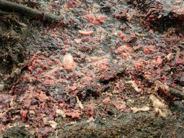 Жители Каменского страдают от вони выброшенных отходов скотобойни