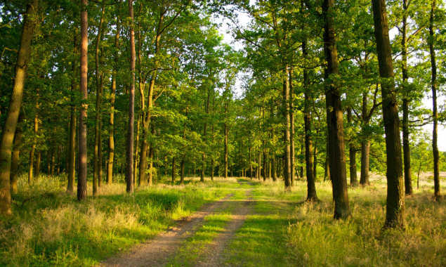 Виталия Кличко просят не отменять запрет на сплошную вырубку деревьев в лесах Киева