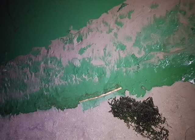 "Еще такого не видели": Днепр покрылся отвратительной зеленой "пленкой"