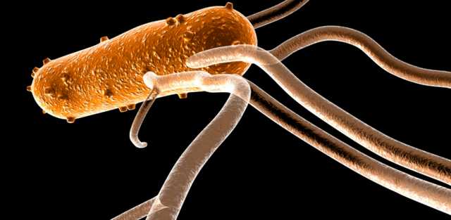 В Житомирских тюрьмах заключенным скармливали зараженное мясо